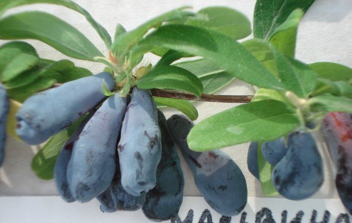 The best varieties of honeysuckle for the Leningrad region and recommendations for choosing the right one