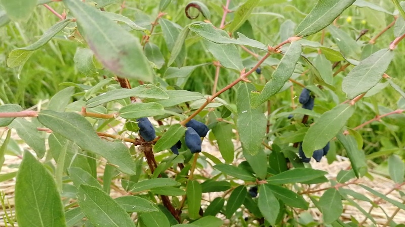 Productivity variety of Malvina's honeysuckle with sweet and sour berries without bitterness