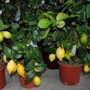 Instructions for the care of Pavlovsk lemon at home