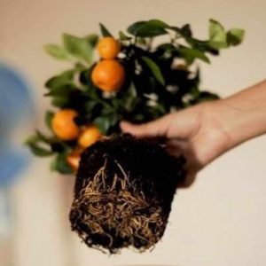 A step-by-step guide to replanting a tangerine tree at home