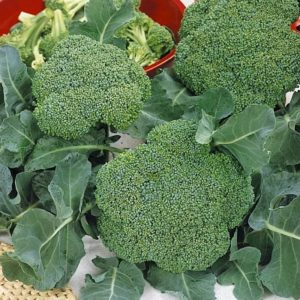 Description broccoli Lord F1 with photos, reviews and recommendations for growing