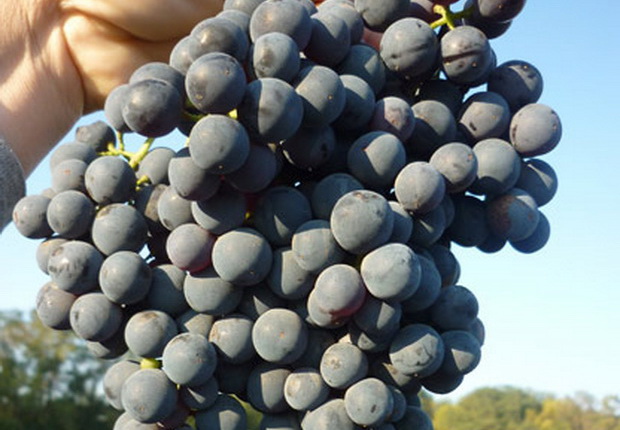 What French and Kuban grape varieties are used to make cognac