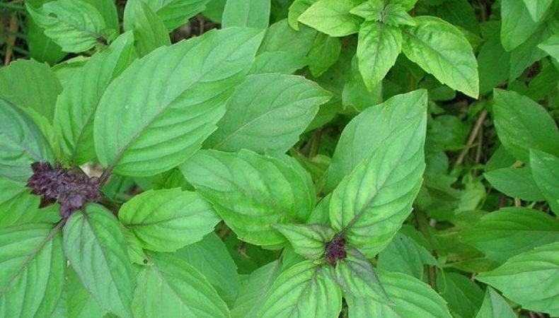 The variety of varieties of basil: description and characteristics of varieties