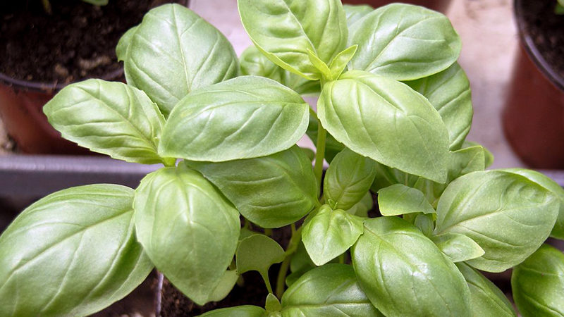 Lemon basil: description, cultivation, application