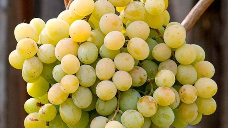 Kesha grape hybrid - description and characteristics