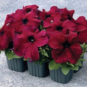 Description of varieties and features of growing terry petunia