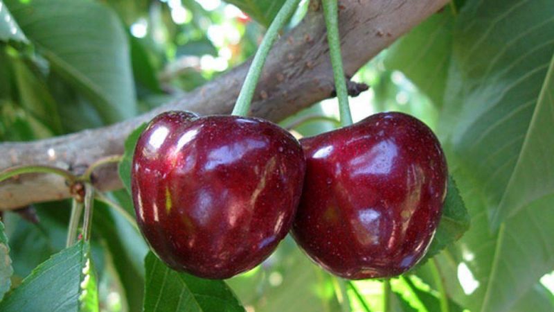 Why is the Bovine heart cherry variety good and why it is worth trying to grow it