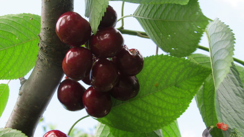 The best varieties of cherries for the Moscow Region and other regions of the Russian Federation