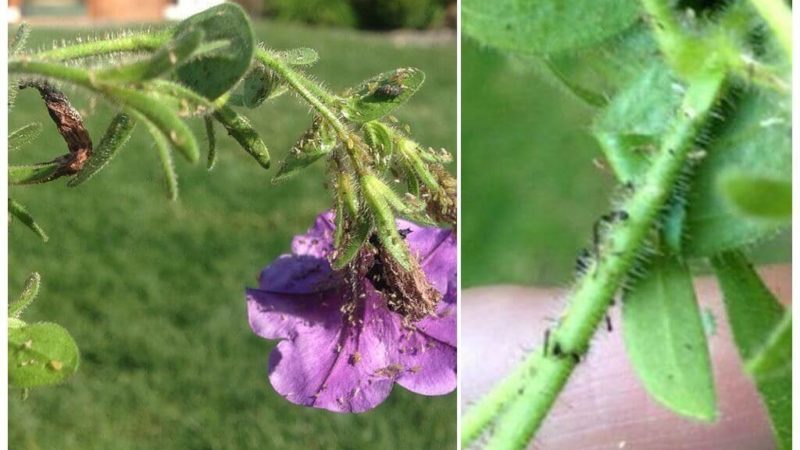 Why petunia flowers are good and how to grow them correctly