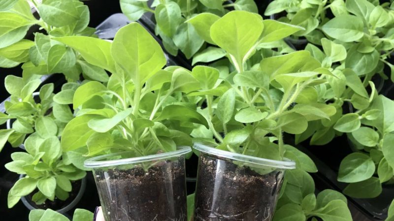 Description of varieties and features of growing terry petunia