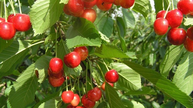 Fatezh cherry variety suitable for cultivation in Central Russia