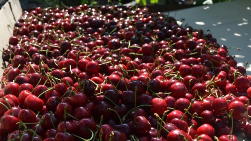 Large-fruited, unpretentious variety of columnar cherry Sylvia