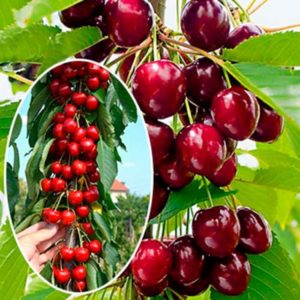 Large-fruited, unpretentious variety of columnar cherry Sylvia