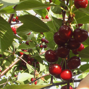 Large-fruited, unpretentious variety of columnar cherry Sylvia