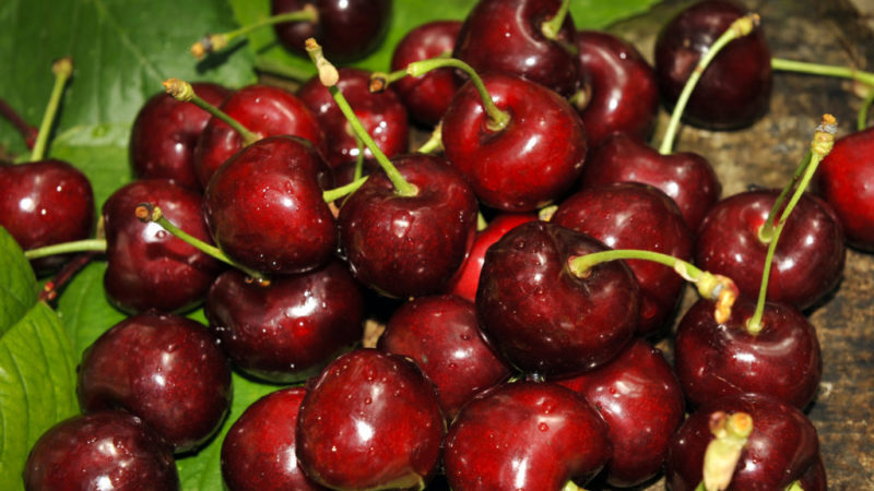 Stable and productive cherry Valery Chkalov: description of the variety and features of its cultivation