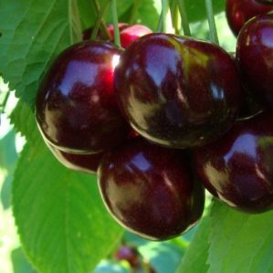 Stable and productive cherry Valery Chkalov: description of the variety and features of its cultivation