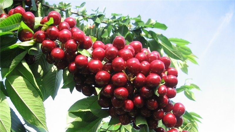 Stable and productive cherry Valery Chkalov: description of the variety and features of its cultivation