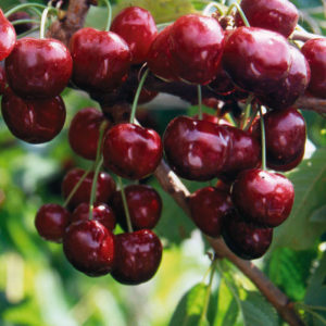 Stable and productive cherry Valery Chkalov: description of the variety and features of its cultivation