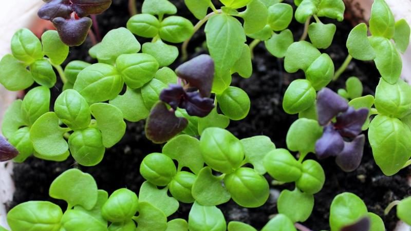How many days after sowing basil sprouts and what should be the sprouts