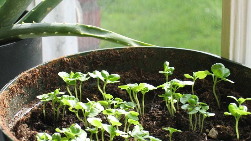 Favorable days and conditions for planting the basil