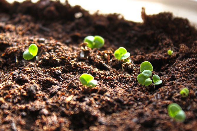 How many days after sowing basil sprouts and what should be the sprouts
