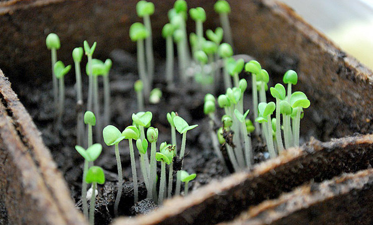 How many days after sowing basil sprouts and what should be the sprouts