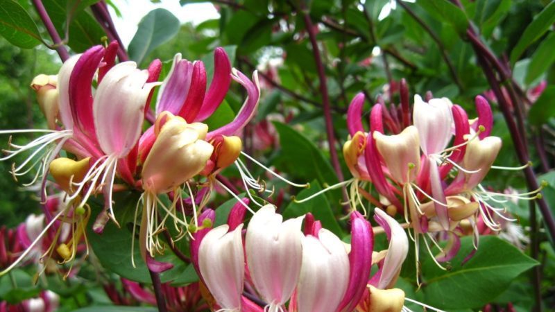 Ornamental curly honeysuckle - growing, reproduction and care