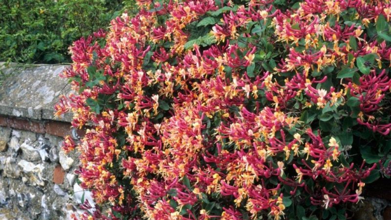 The best varieties of honeysuckle for the Leningrad region and recommendations for choosing the right one
