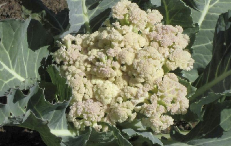If cauliflower has bloomed, what to do with it and can you eat it