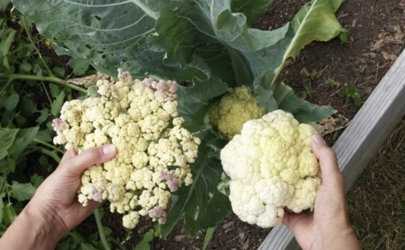 If cauliflower has bloomed, what to do with it and can you eat it