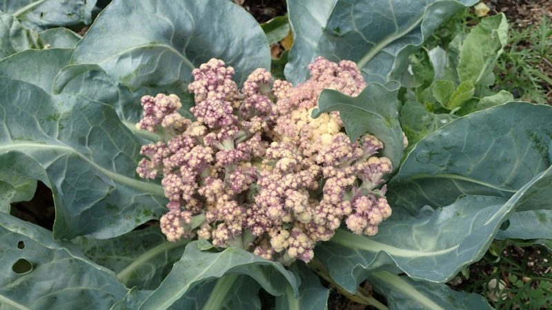 Cauliflower does not tie in the open field: why it happens and what to do