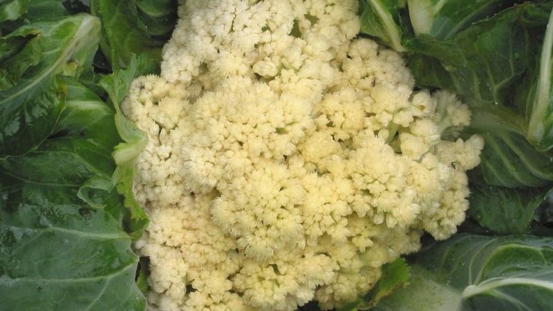 Cauliflower does not tie in the open field: why it happens and what to do