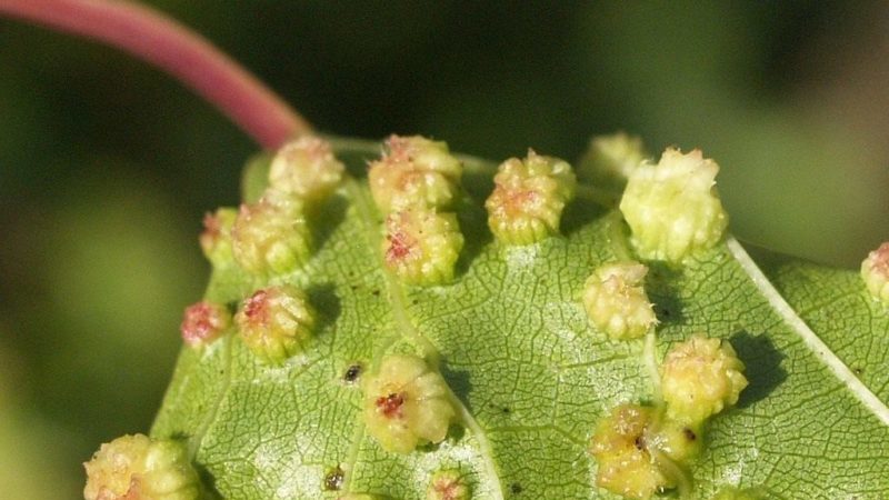 Red grape hybrid Pinotage