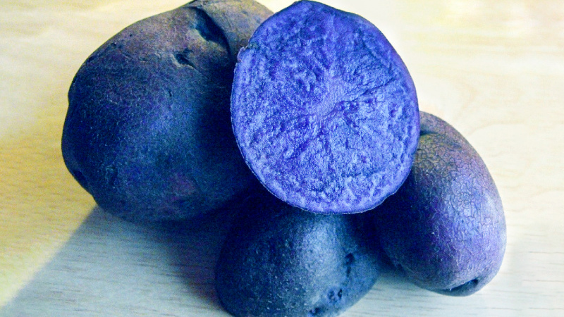 Useful properties, cultivation features and description of the purple potato variety