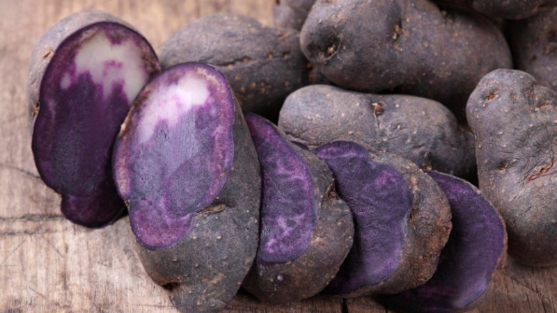 Useful properties, cultivation features and description of the purple potato variety