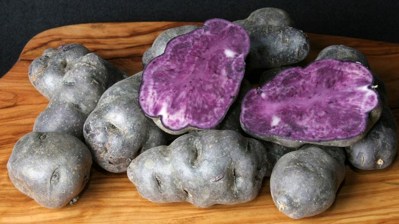 Useful properties, cultivation features and description of the purple potato variety
