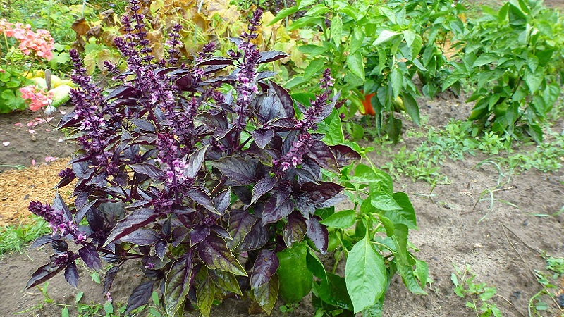 Purple basil: planting and care