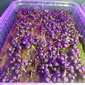 Purple basil: planting and care