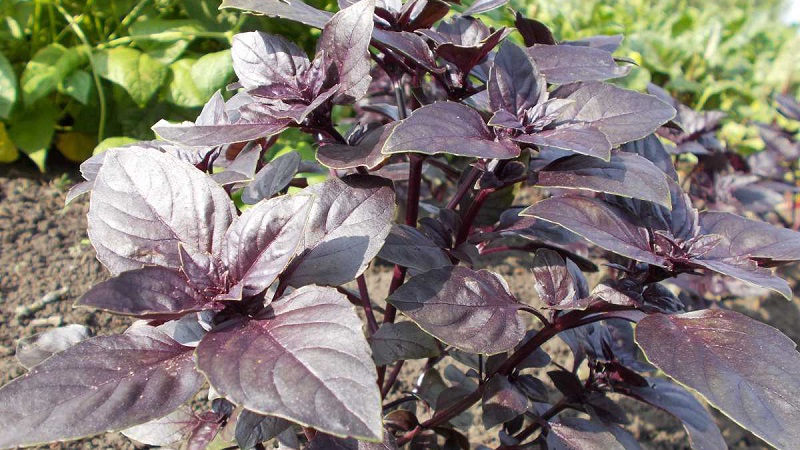 Purple basil: planting and care