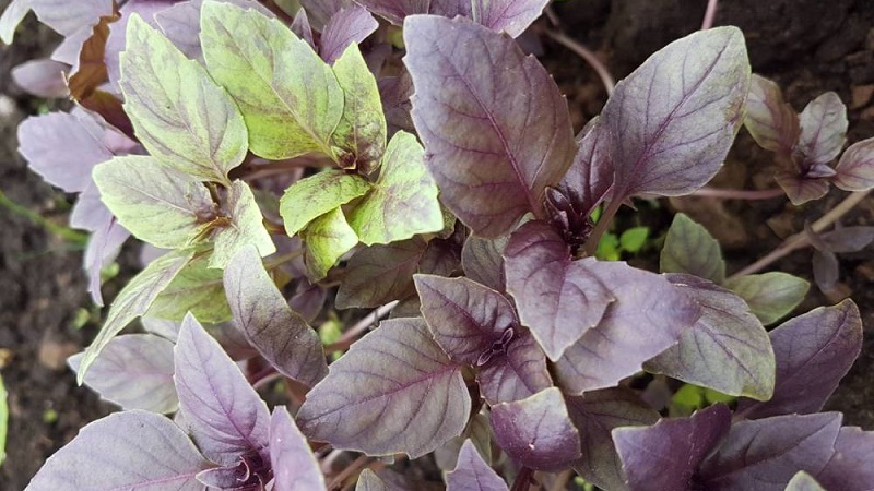 Purple basil - benefits and harms