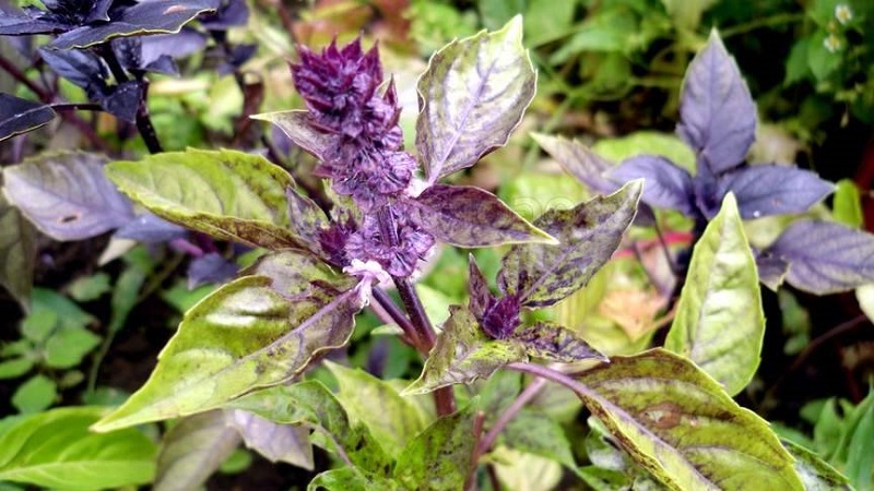 Purple basil: planting and care