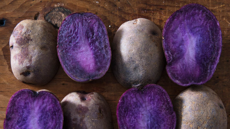 Useful properties, cultivation features and description of the purple potato variety