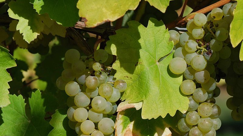 What French and Kuban grape varieties are used to make cognac