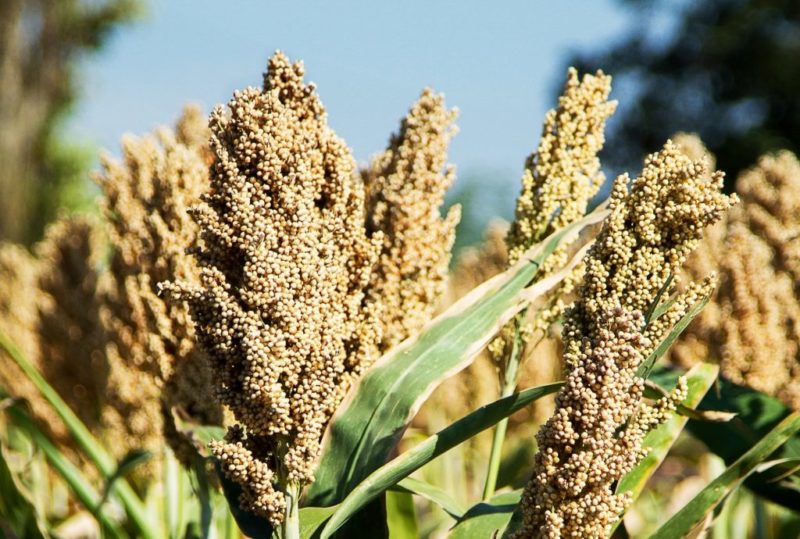 Gaoliang - what is this plant and how is it used