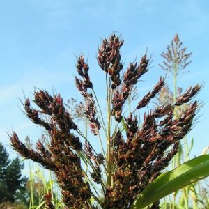 Gaoliang - what is this plant and how is it used