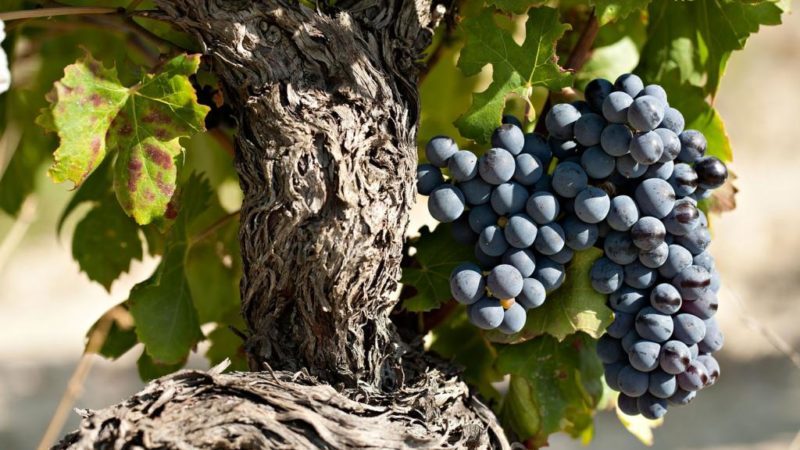 Heat-loving high-yielding grape variety Garnacha (Grenache)