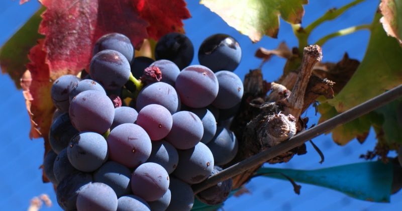 Heat-loving high-yielding grape variety Garnacha (Grenache)