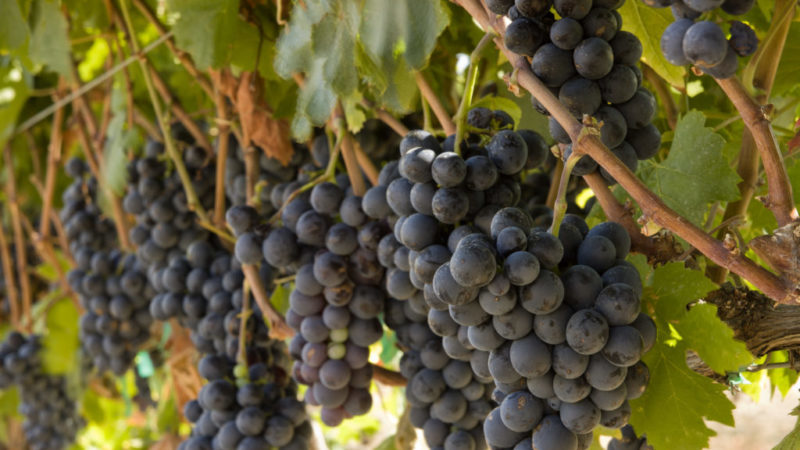 Heat-loving high-yielding grape variety Garnacha (Grenache)