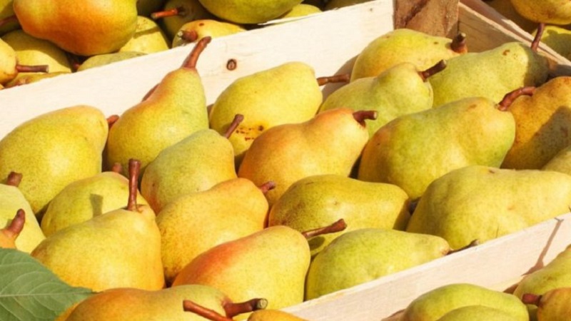 Where and how to store pears correctly so that they do not spoil