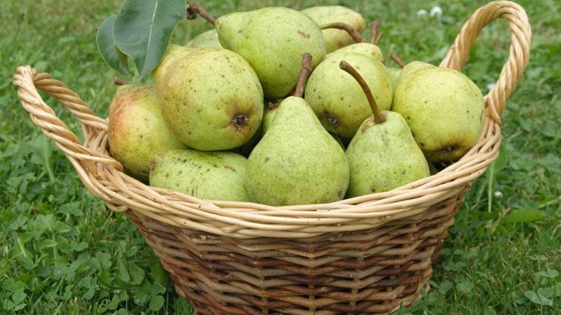 Where and how to store pears correctly so that they do not spoil